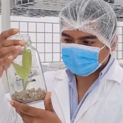 Un investigador haciendo pruebas de laboratorio de orquídea de vainilla