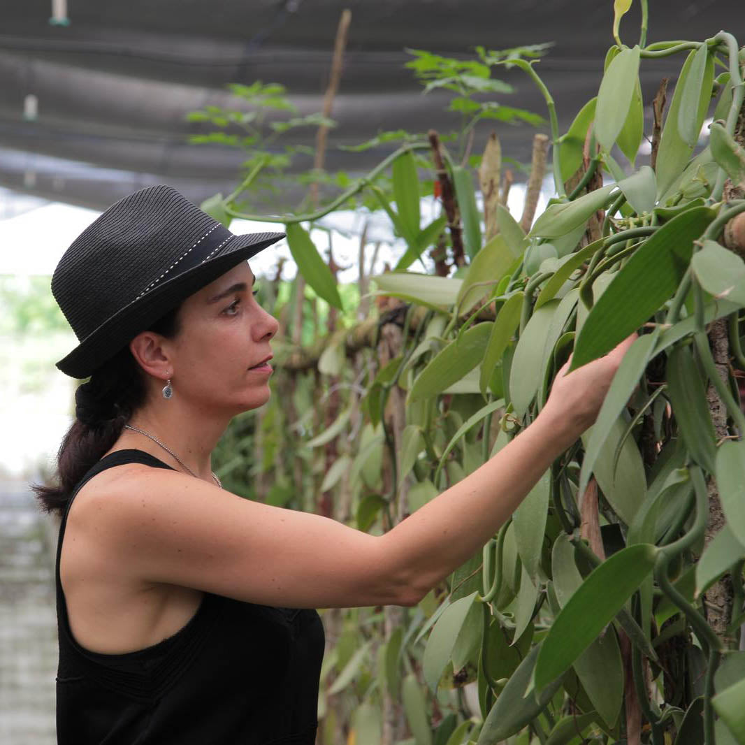 Lic. Norma Gaya supervisando plantación de orquídea de vainilla