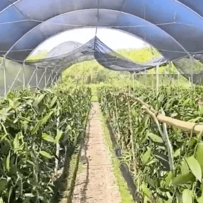 Imagen muestra un plantío de orquídea de vainilla mexicana