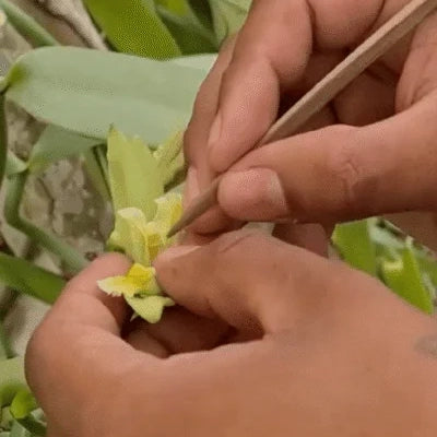 Polinización asistida de orquídea de vainilla